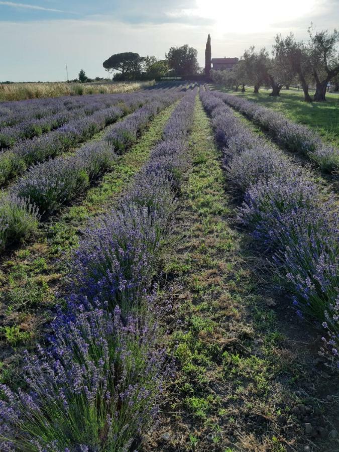 Tenuta Di Pontesodo Montalto di Castro Eksteriør bilde