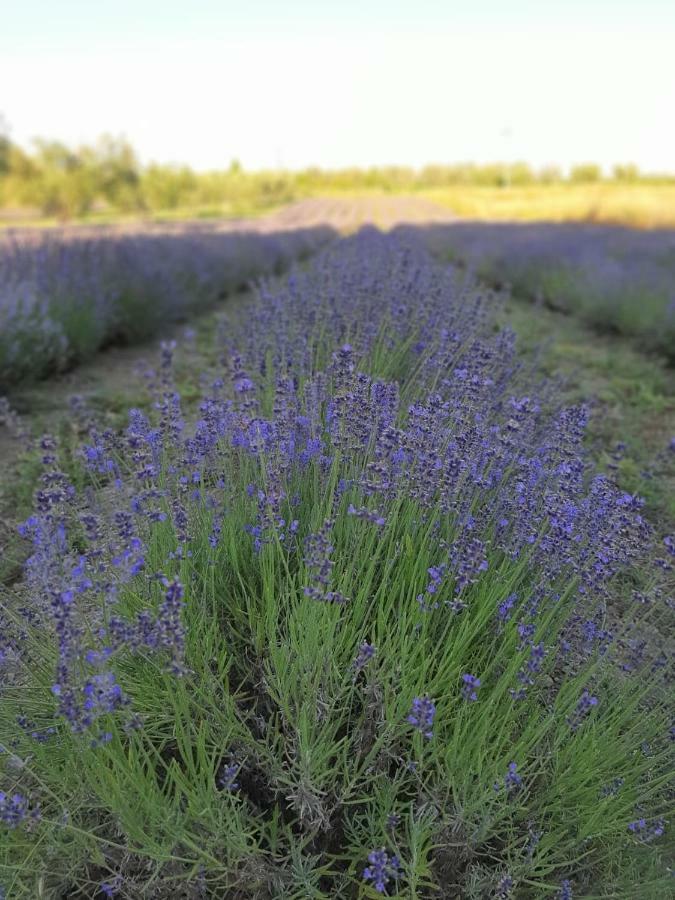 Tenuta Di Pontesodo Montalto di Castro Eksteriør bilde